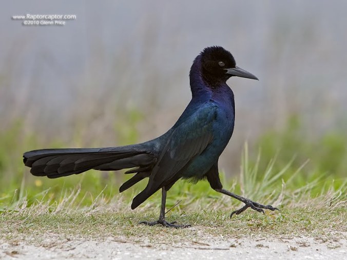 boat-tailed-grackle_apr-2010_1d_7999wg