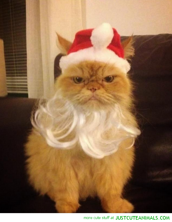 cute-animals-grumpy-angry-cat-santa-hat-beard-pics