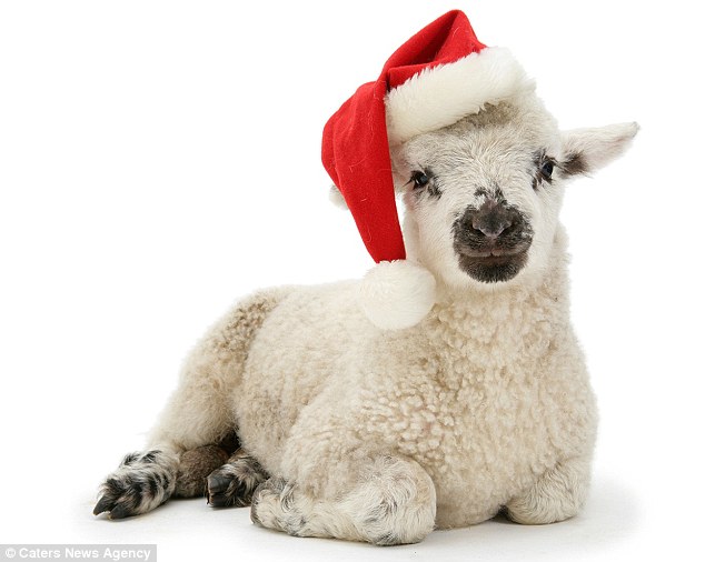 cute-animals-wearing-christmas-hats_554267