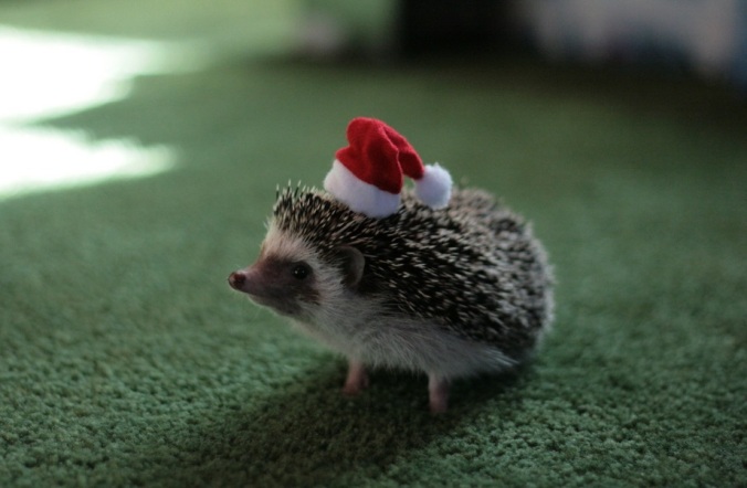 the-world_s-top-10-best-images-of-animals-in-santa-hats-4